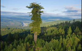 Du khách sẽ đối mặt án phạt 5.000 USD và 6 tháng tù nếu tới gần cây "Hyperion" - cây cao nhất thế giới