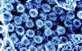 Sử dụng trí tuệ nhân tạo dự báo tiến hóa của virus SARS-CoV-2