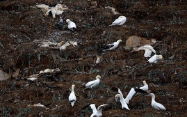 Số chim ven biển nhiễm cúm gia cầm tăng cao tại Pháp