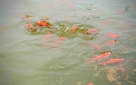 Thủy Trầm - làng nuôi cá chép đỏ cúng ông Công, ông Táo: "Mất ăn mất ngủ" chờ ngày tát ao