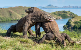 Khám phá bí ẩn về loài thằn lằn lớn nhất thế giới trên đảo Komodo