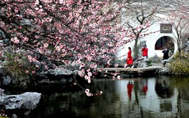 Ngắm vẻ đẹp của loài hoa tượng trưng cho đức hạnh đã đi vào thơ ca Trung Quốc
