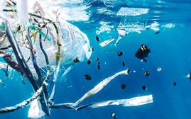Ô nhiễm vi nhựa tại các đại dương đang tăng với cấp số nhân