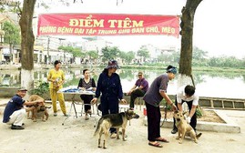 Phú Yên: 1 người tử vong, 8 người phải điều trị do chó dại cắn
