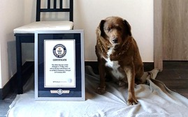 Chú chó già nhất thế giới đón sinh nhật lần thứ 31