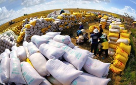 Philippines áp trần, giá gạo xuất khẩu đứt đà tăng kỷ lục