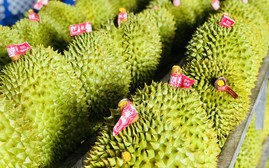 EU đưa sầu riêng Việt Nam vào diện kiểm soát dư lượng thuốc trừ sâu