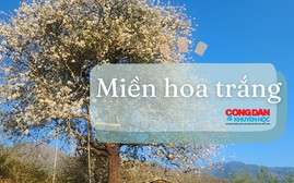Triển lãm "Miền hoa trắng" - mang rừng hoa Sơn tra về Hà Nội
