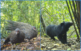 Hình ảnh gấu ngựa, gà tiền mặt đỏ quý hiếm tại Vườn Quốc gia Chư Mom Ray