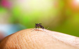 Cảnh báo gia tăng sốt xuất huyết sau mưa bão