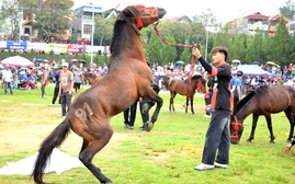 Đua ngựa mùa đông ở Bắc Hà bắt đầu từ ngày 15/11/2025