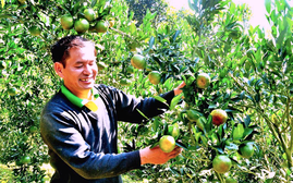 Mường Khương - mùa quýt chín