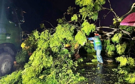 Mưa gió, dông lốc gây đổ gãy cây khiến 5 người thương vong