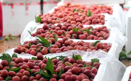 Hội chợ OCOP: Đặc sản Việt rộn ràng “xuất ngoại”