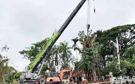 Dùng cần cẩu 100 tấn "giải cứu" cây đa trăm năm tuổi bị bão quật ngã tại Nghệ An