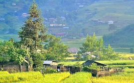 Ngắm mùa vàng rực rỡ ở Sa Pa