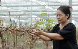 Xót xa trước hàng ngàn cây nho chết khô bên bờ sông Lam