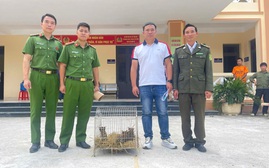 Bàn giao 3 cá thể mèo rừng quý hiếm cho Vườn quốc gia Hoàng Liên