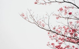 Không khí lạnh mạnh, Bắc Bộ tiếp tục rét đậm