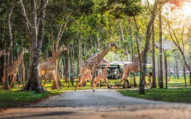 Những hành khách đặc biệt, bay chuyên cơ tới Safari giữ kỷ lục kép của Vinpearl giờ ra sao?