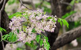 Không khí lạnh ảnh hưởng dịp Tết Bính Ngọ 2026 ra sao?