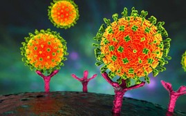 Phòng nguy cơ virus Nipah tấn công trong dịp Tết và sau Tết