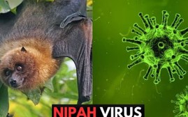 Công thức phòng chống dịch bệnh do virus Nipah (Bộ Y tế)