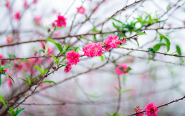 Bắc Bộ bước vào đợt rét đậm mới, kéo dài