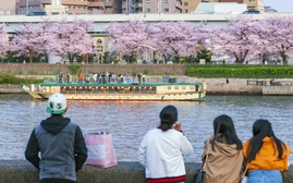 Du khách chuẩn bị cho cao điểm du lịch mùa hoa anh đào 2026