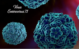 Cha mẹ đặc biệt chú ý: Chủng virus tay chân miệng có thể gây tử vong trong 48 giờ