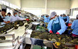 Lào Cai xây dựng kế hoạch hỗ trợ phát triển kinh tế tư nhân thiết thực, hiệu quả