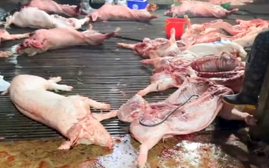 Vụ 300 tấn lợn bệnh bị tuồn ra thị trường, cơ quan quản lý nói gì?