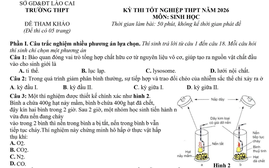 Đề thi thử tốt nghiệp trung học phổ thông năm 2026 môn Sinh học của Lào Cai