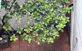 Không khí lạnh gây mưa dông, nhiệt độ giảm