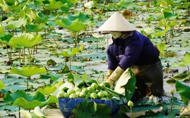Nghệ An thông tin 9 hoạt động tiêu biểu Lễ hội Làng Sen năm 2026