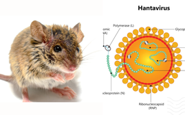 Virus Hanta - Những lưu ý quan trọng từ các ca bệnh năm 2026