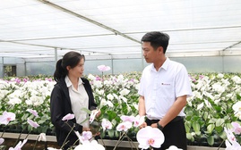 Nguồn vốn “Tam nông” giữ màu xanh trên cao nguyên đất đỏ 