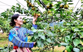 Lễ hội lê Nậm Pung 2026: Mùa hè không quên giữa lòng Tây Bắc