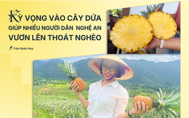 Kỳ vọng vào cây dứa giúp đồng bào biên giới Nghệ An thoát nghèo