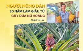 Người nông dân 30 năm làm giàu từ cây dứa Nữ hoàng