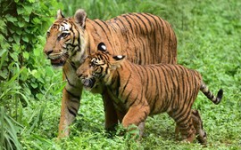 Hơn 200 người tham gia chiến dịch tiêu diệt con hổ ăn thịt 9 người