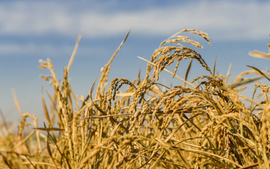 Giống lúa mới cho thu hoạch nhiều năm, không cần gieo lại
