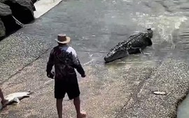 Người đàn ông đối mặt cá sấu dài 4m chỉ để nhặt mũ 