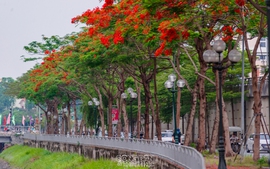 Hoa Phượng vĩ rực đỏ bên bờ sông Tô Lịch