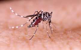 [Infographic] Đặc điểm của muỗi truyền bệnh sốt xuất huyết