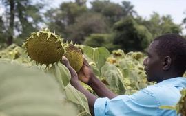 Cây hướng dương - cây trồng có sức chống chịu nắng, hạn ở Zimbabwe