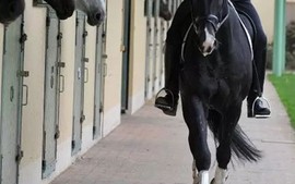 Nhiều trẻ em bị thương vì bị ngựa giẫm đạp tại Pháp