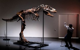 Mỹ: Sắp bán đấu giá bộ xương hóa thạch của khủng long Gorgosaurus