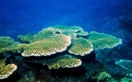 Ngắm san hô tuyệt đẹp ở Cù Lao Chàm và chuyện "trồng rừng dưới biển"