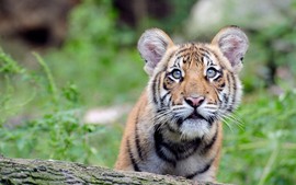 Đặt bẫy ảnh "truy tìm" hổ tự nhiên ở Phong Nha - Kẻ Bàng: cuối tháng 8/2022 sẽ có kết quả